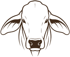 Bovino
